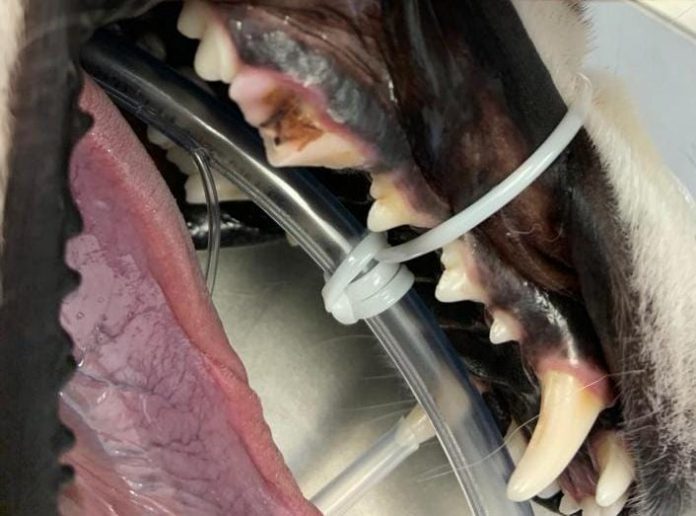 Hunde Zahnbehandlung