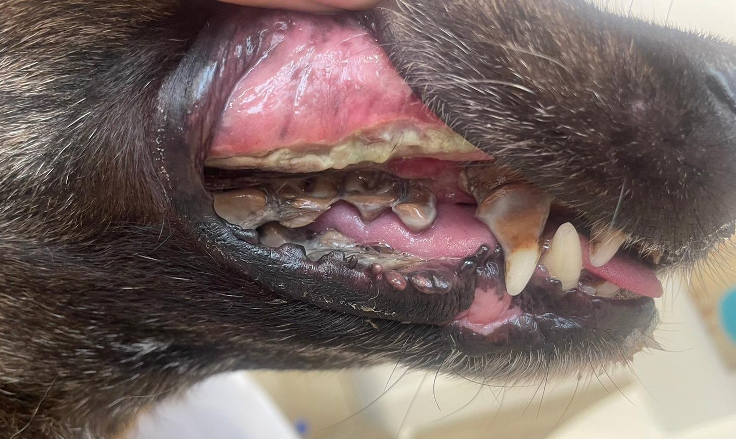 Hunde Zahnbehandlung